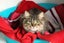 Cats Protection Canterbury - Frills Carousel 3