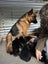 Purebred German Shepherd puppies - 5 B, 2 G Carousel 14