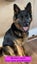 Purebred German Shepherd puppies - 5 B, 2 G Carousel 17