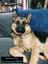 Purebred German Shepherd puppies - 5 B, 2 G Carousel 18