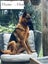 Purebred German Shepherd puppies - 5 B, 2 G Carousel 13