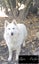 Purebred German Shepherd puppies - 5 B, 2 G Carousel 16