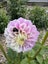DAHLIA SEEDS x 50 Carousel 5