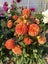 DAHLIA SEEDS x 50 Carousel 4