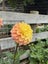 DAHLIA SEEDS x 50 Carousel 7