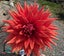 DAHLIA SEEDS x 50 Carousel 8