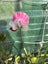 SWEET PEA SEEDS (Lathyrus odoratus) x 25 Carousel 2