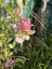 SWEET PEA SEEDS (Lathyrus odoratus) x 25 Carousel 3