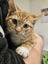 Female ginger kitten needing a home Carousel 1