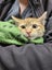Female ginger kitten needing a home Carousel 2