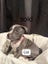 American Amstarff puppies Carousel 2
