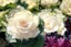 Kale - Cut Flower Crane series "White" ..... Carousel 1
