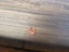 An Antique Chinese Solid Elm Hall Table or Console Table Carousel 13