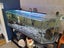 Fish tank system plus fish Carousel 2