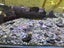 Fish tank system plus fish Carousel 4