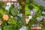 gallery view thumbnail