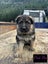 Purebred German Shepherd puppies - 5 B, 2 G Carousel 7