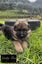 Purebred German Shepherd puppies - 5 B, 2 G Carousel 3