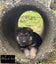 Purebred German Shepherd puppies - 5 B, 2 G Carousel 9