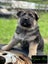 Purebred German Shepherd puppies - 5 B, 2 G Carousel 11