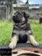 Purebred German Shepherd puppies - 5 B, 2 G Carousel 6