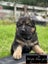 Purebred German Shepherd puppies - 5 B, 2 G Carousel 12
