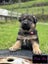 Purebred German Shepherd puppies - 5 B, 2 G Carousel 8