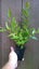 Metrosideros excelsa Vibrance Carousel 1