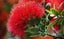Metrosideros excelsa Vibrance Carousel 2