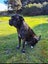 Cane Corso X Puppies Carousel 3