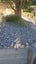 Crushed Mussel Shell Carousel 11