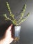 Coprosma Kirkii Carousel 2