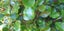 Griselinia Canterbury Carousel 1