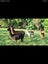 Beautiful alpacas & Muscovy ducks Carousel 3