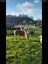 Beautiful alpacas & Muscovy ducks Carousel 4