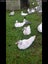 Beautiful alpacas & Muscovy ducks Carousel 5