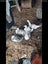 Beautiful alpacas & Muscovy ducks Carousel 6