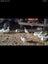Beautiful alpacas & Muscovy ducks Carousel 7