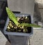 SPECTACULAR LACHENALIA VIRIDIFLORUS BULB IN LEAF.. COMES IN POT.. AFTERPAY/PING Carousel 2