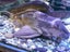 Fish tank system plus fish Carousel 6