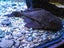 Fish tank system plus fish Carousel 7