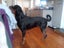 Pedigree German Rottweiler puppies (show line/working line) Carousel 5