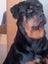 Pedigree German Rottweiler puppies (show line/working line) Carousel 3