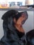 Pedigree German Rottweiler puppies (show line/working line) Carousel 4