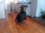 Pedigree German Rottweiler puppies (show line/working line) Carousel 6