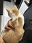 Kittens for sale Carousel 3
