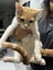 Kittens for sale Carousel 5