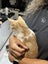 Kittens for sale Carousel 6
