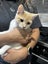 Kittens for sale Carousel 7