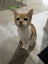 Kittens for sale Carousel 8
